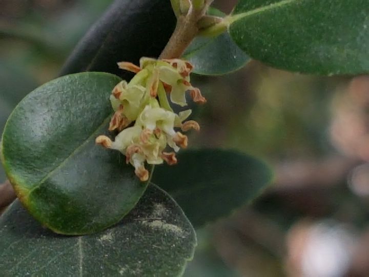 Albero incognito:  Phillyrea latifolia (Oleaceae)